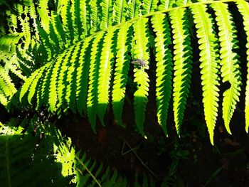 Close-up of fern leaves