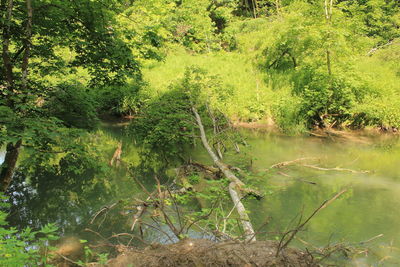 Scenic view of lake in forest