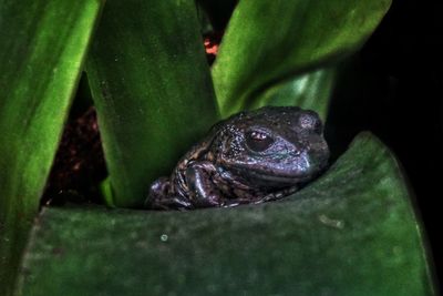 Close-up of frog on leaf