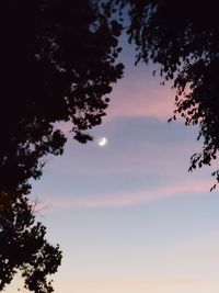 Low angle view of silhouette tree against sky at sunset