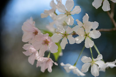 Close-up of white cherry blossoms in spring