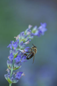 Close-up of bee pollinating on purple flower