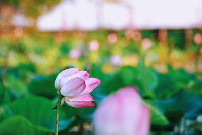 Close-up of pink tulip