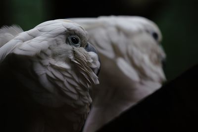 Close-up of eagle