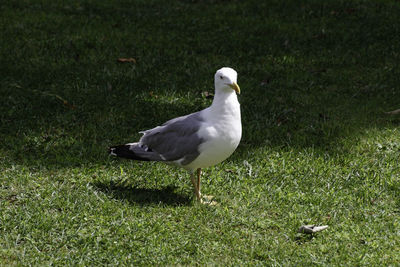 Seagull perching on a land