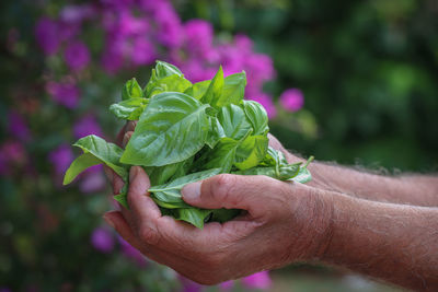 Close-up of hand holding purple flower