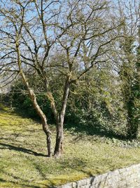 Trees on field in forest