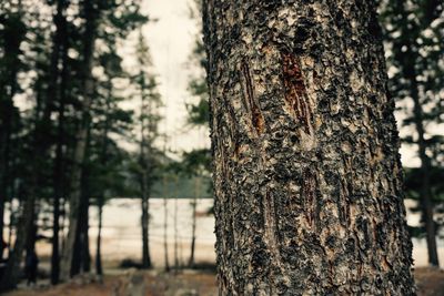 Close-up of pine tree trunk in forest
