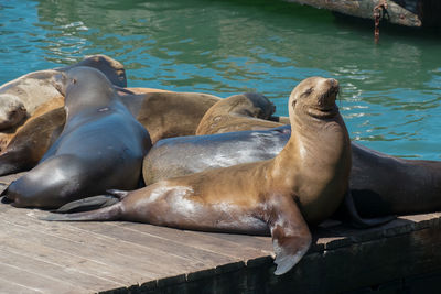 High angle view of sea lion on pier at zoo