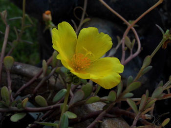 Close-up of yellow flower