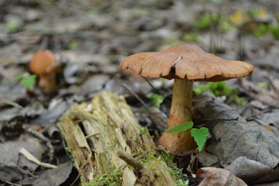 Close-up of mushroom growing on field