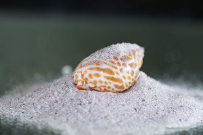 Close-up of a shell on sand