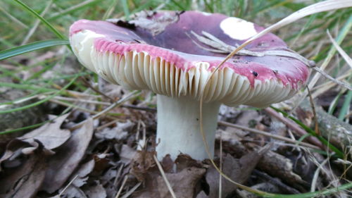 Close-up of mushrooms