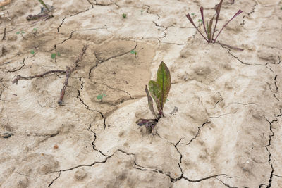 Close-up of lizard on rock