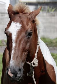 Close-up portrait of a horse in ranch