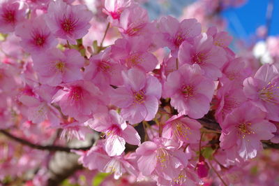 Close-up of pink cherry blossoms