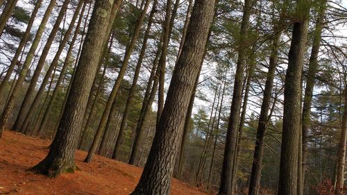 Trees in forest