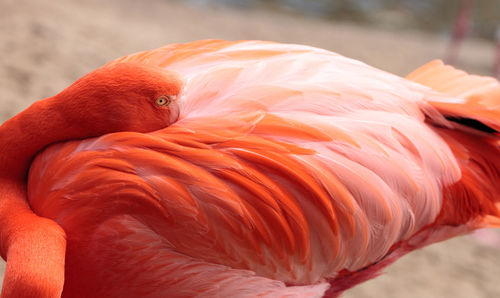Close-up of bird resting on beach