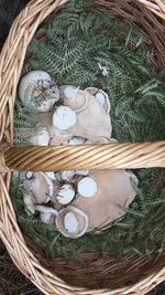 High angle view of mushrooms in basket