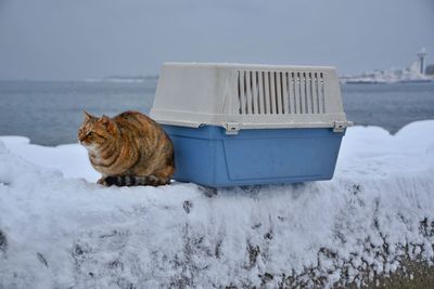 Cat on snow covered landscape during winter