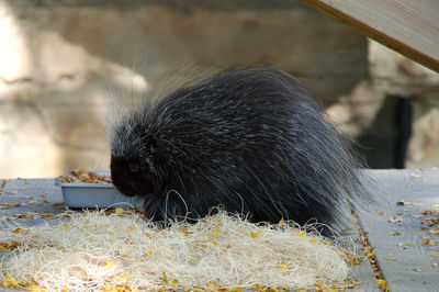 Porcupine eating