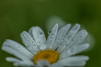 Close-up of flowers blooming outdoors