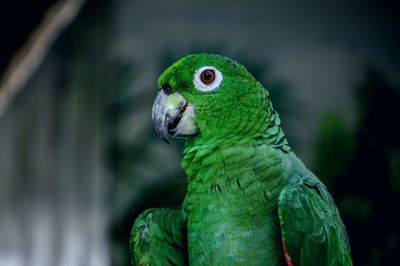 Close-up of parrot