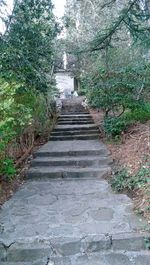 Narrow pathway along trees