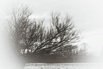 Bare trees against sky