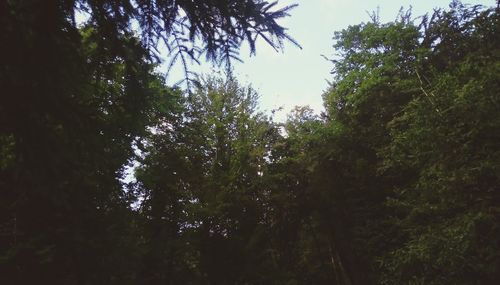 Low angle view of trees against sky