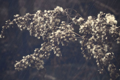 Low angle view of flower tree