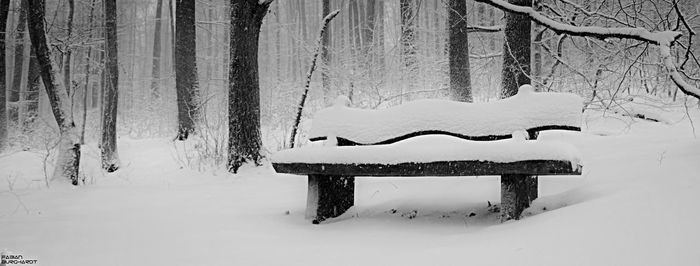 Snow covered trees