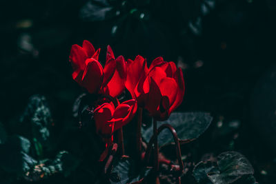 Close-up of red rose flower