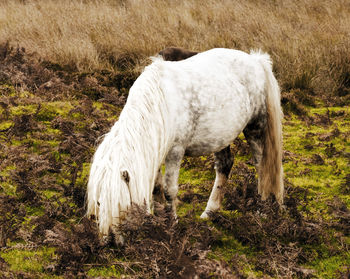 Horse grazing on field