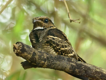 Close-up of a bird perching on branch