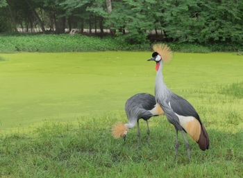 Crowned crane,  balearica pavonia