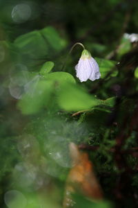 Close-up of flowers