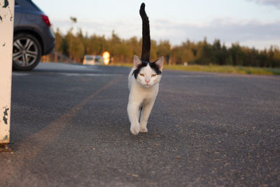 View of cat on road