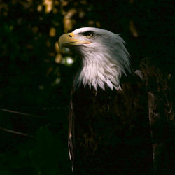 Bird perching on a tree