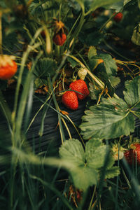 Strawberry patch detail