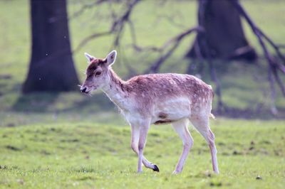 Deer standing on field