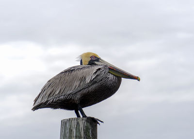 Low angle view of pelican perching on wooden post, king of the post