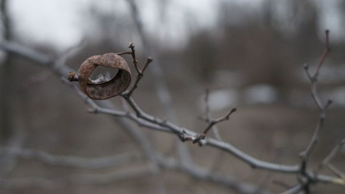 Close-up of dried plant