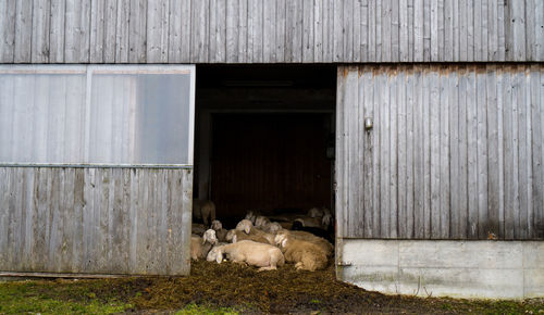 View of sheep lying on by the barn entrance 