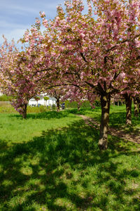 View of cherry blossom tree in field