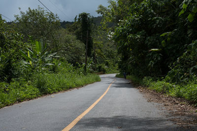 Empty road amidst trees