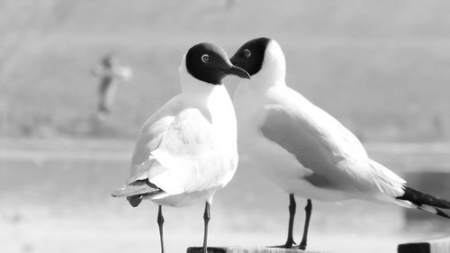 Close-up of bird