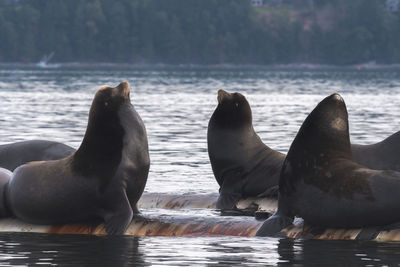 Close-up of sea lions over sea