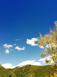 Low angle view of flowering plants against blue sky