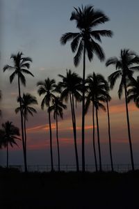 Palm trees during the sunset 